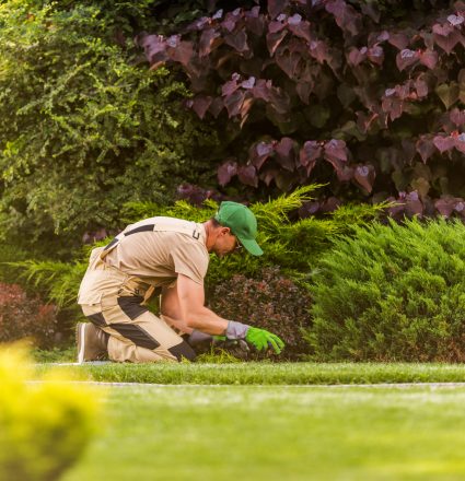 Gardener Weeding Large Beautiful Gardener Caucasian Gardener in His 40s Weeding Large Beautiful Gardener