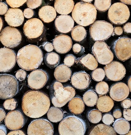 cut firewood closeup Closeup of cut firewood, natural wood background