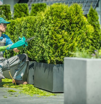 Thuja Shrub Trimming Thuja Shrub Trimming by Professional Gardener.
